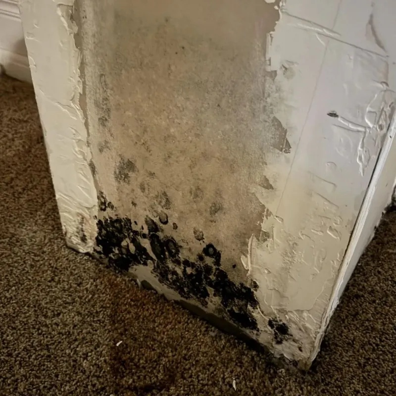 Professional Mold Removal in Arcata, CA